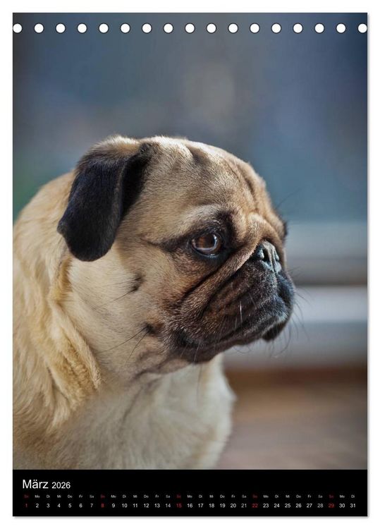 Produktbild: Das Mops-Jahr 2026 (Tischkalender 2026 DIN A5 hoch), CALVENDO Monatskalender