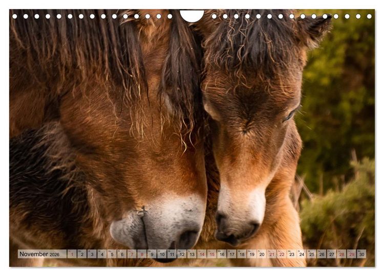 Produktbild: Wildperde - die Magie der Natur (Wandkalender 2026 DIN A4 quer), CALVENDO Monatskalender
