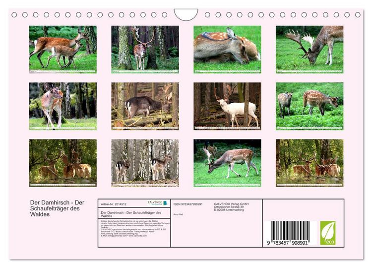 Produktbild: Der Damhirsch - Der Schaufeltr&auml;ger des Waldes (Wandkalender 2026 DIN A4 quer), CALVENDO Monatskalender