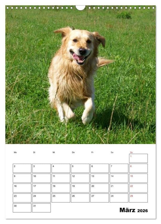 Produktbild: Gl&uuml;cklicher Golden Retriever (Wandkalender 2026 DIN A3 hoch), CALVENDO Monatskalender