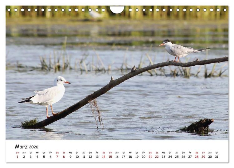 Produktbild: Eine Reise ins magische Donaudelta (Wandkalender 2026 DIN A4 quer), CALVENDO Monatskalender