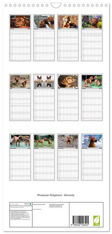 Produktbild: Familienplaner 2026 - Rhodesian Ridgeback - Moments mit 5 Spalten (Wandkalender, 21 x 45 cm) CALVENDO