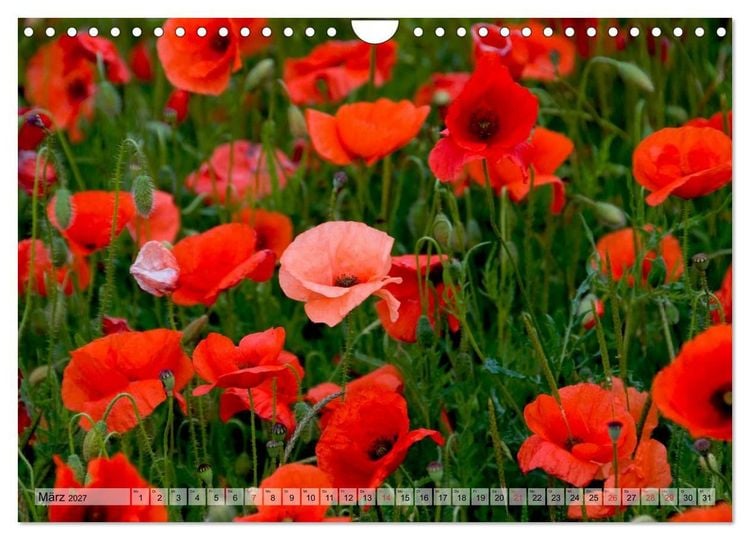 Produktbild: Voll Mohn (Wandkalender 2027 DIN A4 quer), CALVENDO Monatskalender