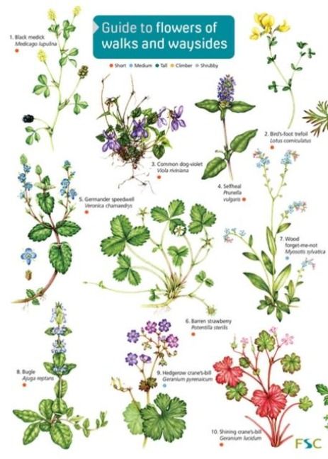 Produktbild: Guide to flowers of walks and waysides