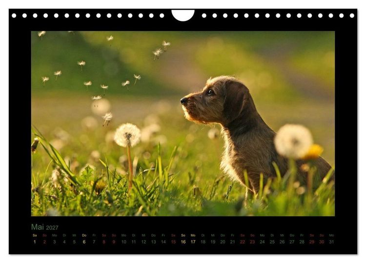 Produktbild: Elli Pirelli... aus dem Leben eines fr&ouml;hlichen Pinscher-Dackel-M&auml;dels (Wandkalender 2027 DIN A4 quer), CALVENDO Monatskalender