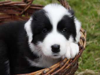 Produktbild: CALVENDO Puzzle Border Collie Welpe | 1000 Teile Lege-Gr&ouml;&szlig;e 64x48cm Foto-Puzzle f&uuml;r gl&uuml;ckliche Stunden