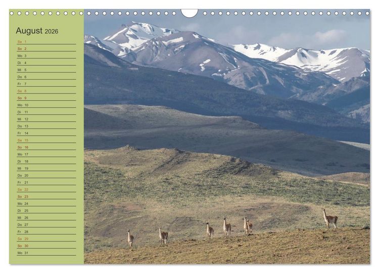 Produktbild: Wildlife S&uuml;damerika (Wandkalender 2026 DIN A3 quer), CALVENDO Monatskalender