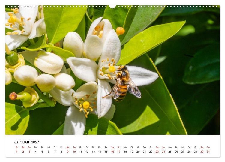 Produktbild: Bunter Nektarrausch - Nektarsammler in leuchtenden Farben (hochwertiger Premium Wandkalender 2027 DIN A2 quer), Kunstdruck in Hochglanz