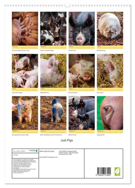 Produktbild: Just Pigs (High Quality Premium Wall Calendar 2026 DIN A2 portrait),CALVENDO 12 Month Wall Calendar