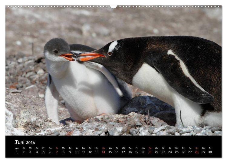 Produktbild: Pinguine aus aller Welt (Wandkalender 2026 DIN A2 quer), CALVENDO Monatskalender