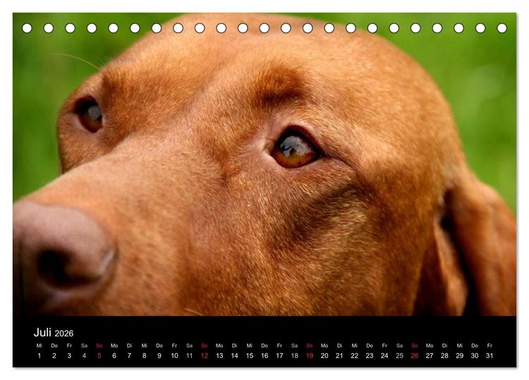 Produktbild: Magyar Vizsla (Tischkalender 2026 DIN A5 quer), CALVENDO Monatskalender