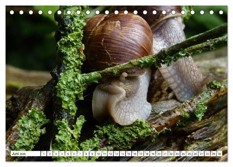 Produktbild: Meine Schnecken (Tischkalender 2026 DIN A5 quer), CALVENDO Monatskalender