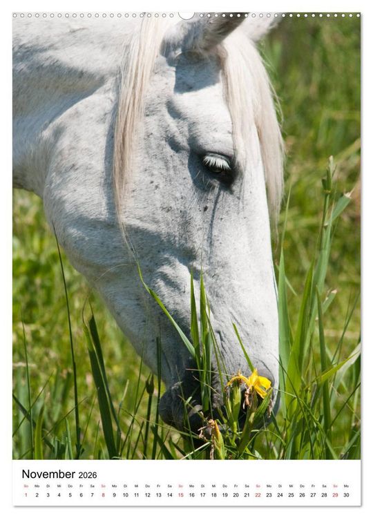Produktbild: Camargue Pferde - wei&szlig;e M&auml;hnen (hochwertiger Premium Wandkalender 2026 DIN A2 hoch), Kunstdruck in Hochglanz