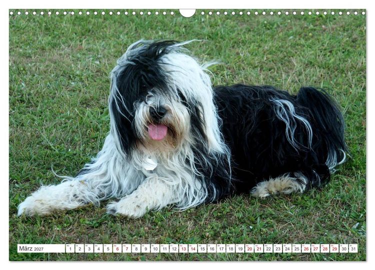 Produktbild: Tibet-Terrier - Eine Hunderasse mit Charakter (Wandkalender 2027 DIN A3 quer), CALVENDO Monatskalender