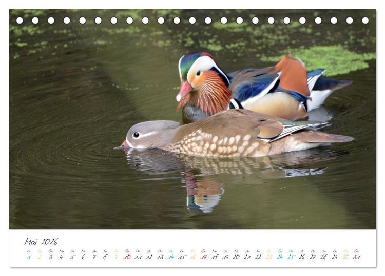 Produktbild: Mandarinenenten, die Liebe zur Natur (Tischkalender 2026 DIN A5 quer), CALVENDO Monatskalender