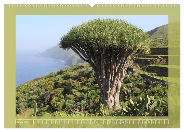 Produktbild: Wundersame Kanarenflora (hochwertiger Premium Wandkalender 2027 DIN A2 quer), Kunstdruck in Hochglanz