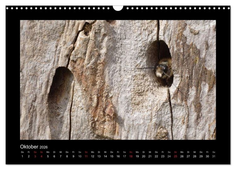 Produktbild: Die Wildbienen Deutschlands (Wandkalender 2026 DIN A3 quer), CALVENDO Monatskalender