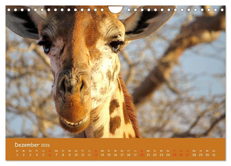 Produktbild: Auge in Auge mit den Tieren Afrikas (Wandkalender 2026 DIN A4 quer), CALVENDO Monatskalender