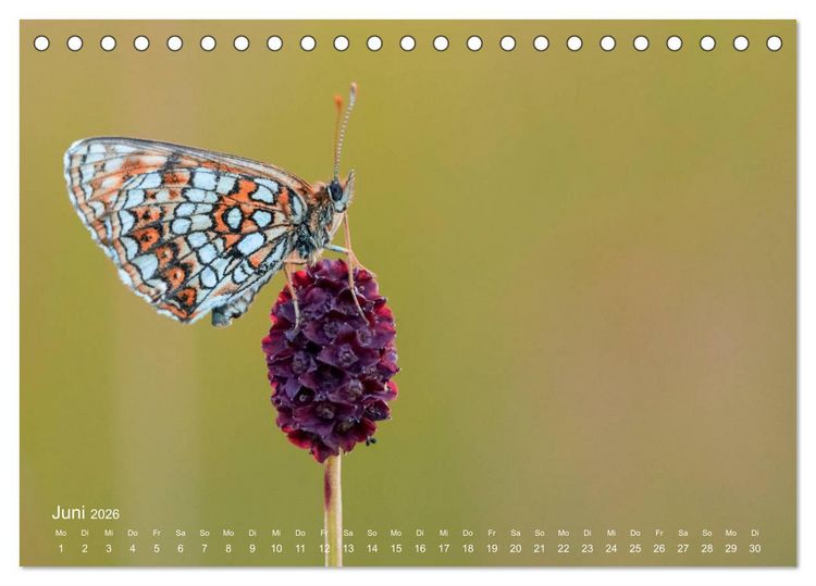 Produktbild: Eine Safari im Garten (Tischkalender 2026 DIN A5 quer), CALVENDO Monatskalender