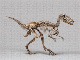 Produktbild: CALVENDO Puzzle Dinosaurier Velociraptor-Skelett - kleiner Raubsaurier mit langen Krallen | 1000 Teile Lege-Gr&ouml;&szlig;e 64x48cm Foto-Puzzle f&uuml;r gl&uuml;ckliche S
