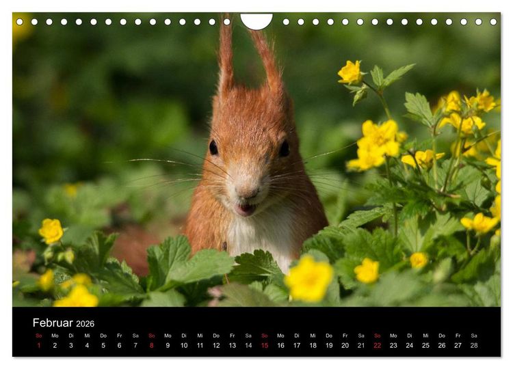 Produktbild: Mit dem Eichh&ouml;rnchen durchs Jahr (Wandkalender 2026 DIN A4 quer), CALVENDO Monatskalender