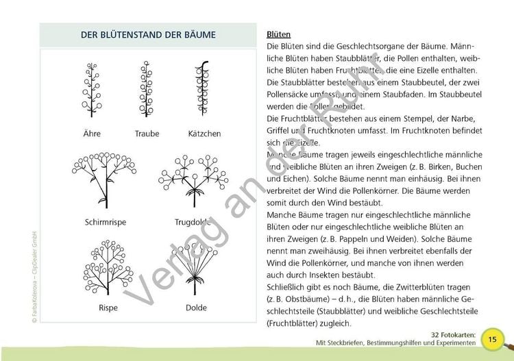 Produktbild: Paket: Heimische B&auml;ume