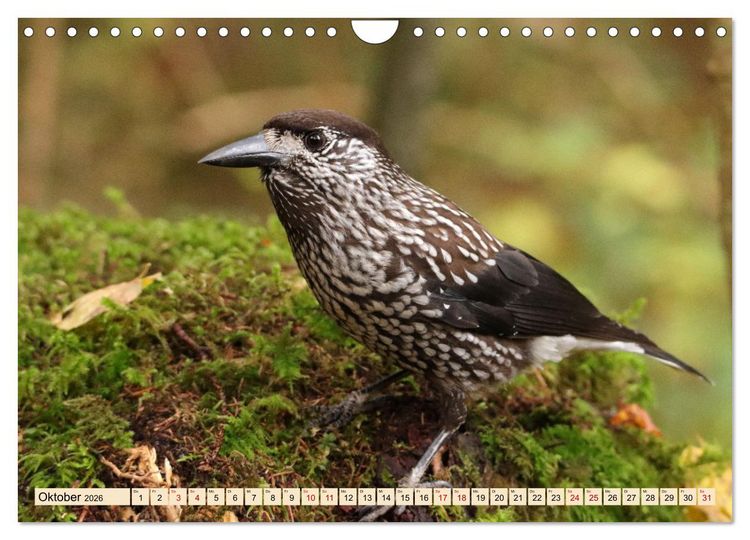 Produktbild: Heimische V&ouml;gel - Im Wald, im Garten und auf der Wiese (Wandkalender 2026 DIN A4 quer), CALVENDO Monatskalender