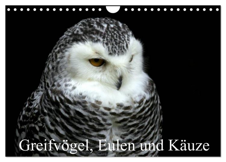 Produktbild: Greifv&ouml;gel, Eulen und K&auml;uze (Wandkalender 2026 DIN A4 quer), CALVENDO Monatskalender