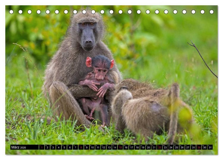 Produktbild: Safari durch das S&uuml;dliche Afrika (Tischkalender 2026 DIN A5 quer), CALVENDO Monatskalender