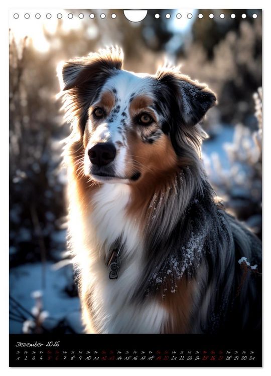 Produktbild: Australian Shepherd (Wandkalender 2026 DIN A4 hoch), CALVENDO Monatskalender