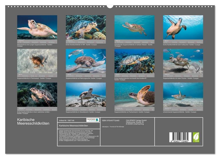 Produktbild: Karibische Meeresschildkr&ouml;ten (hochwertiger Premium Wandkalender 2026 DIN A2 quer), Kunstdruck in Hochglanz