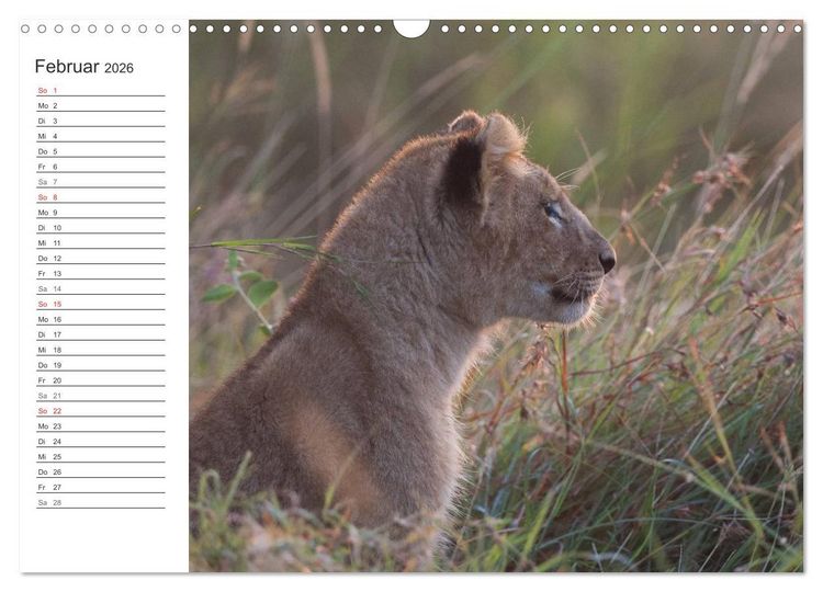 Produktbild: Emotionale Momente: L&ouml;wenbabys - so s&uuml;&szlig;. (Wandkalender 2026 DIN A3 quer), CALVENDO Monatskalender