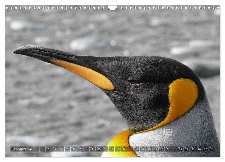 Produktbild: Penguins Unique and amazing birds (Wall Calendar 2026 DIN A3 landscape), CALVENDO 12 Month Wall Calendar