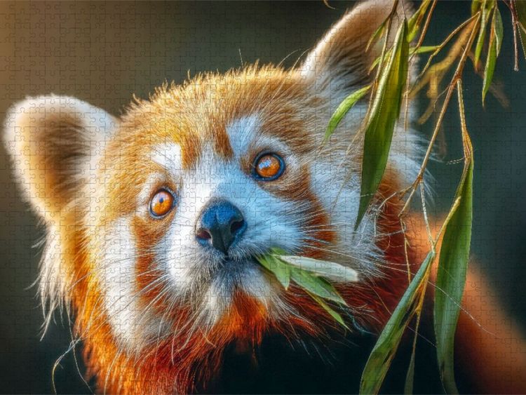 Produktbild: CALVENDO Puzzle Dies ist die Lieblingsspeise | 1000 Teile Lege-Gr&ouml;&szlig;e 64x48cm Foto-Puzzle f&uuml;r gl&uuml;ckliche Stunden