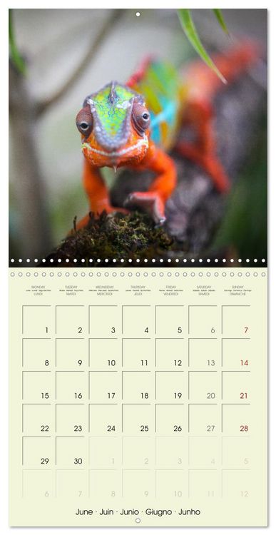 Produktbild: Les merveilles du monde les reptiles (Calendrier mural carr&eacute; 2026 30x30 cm) Calendrier double avec une page pour vos prises de notes