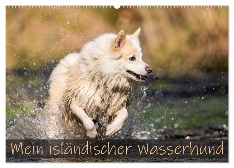 Produktbild: Mein isl&auml;ndischer Wasserhund (Wandkalender 2026 DIN A2 quer), CALVENDO Monatskalender