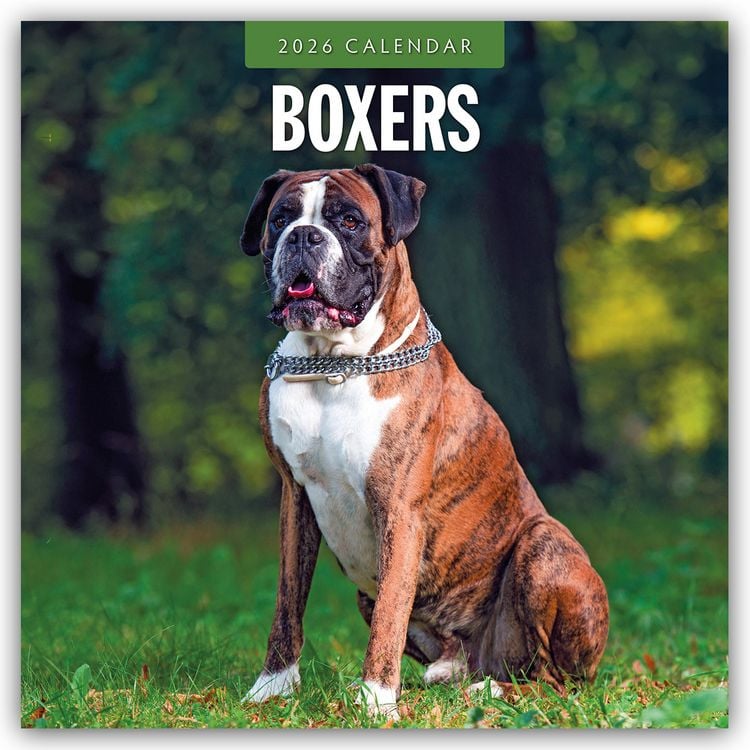 Produktbild: Boxers – Deutscher Boxer 2026 – 16-Monatskalender