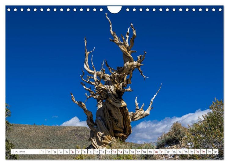 Produktbild: Juwelen der Sierra Nevada (Wandkalender 2026 DIN A4 quer), CALVENDO Monatskalender