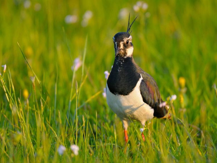 Produktbild: CALVENDO Puzzle Kiebitz (Vanellus vanellus) | 1000 Teile Lege-Gr&ouml;&szlig;e 64x48cm Foto-Puzzle f&uuml;r gl&uuml;ckliche Stunden