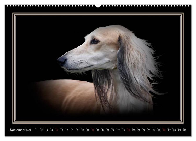 Produktbild: Saluki 2027 (Wandkalender 2027 DIN A2 quer), CALVENDO Monatskalender