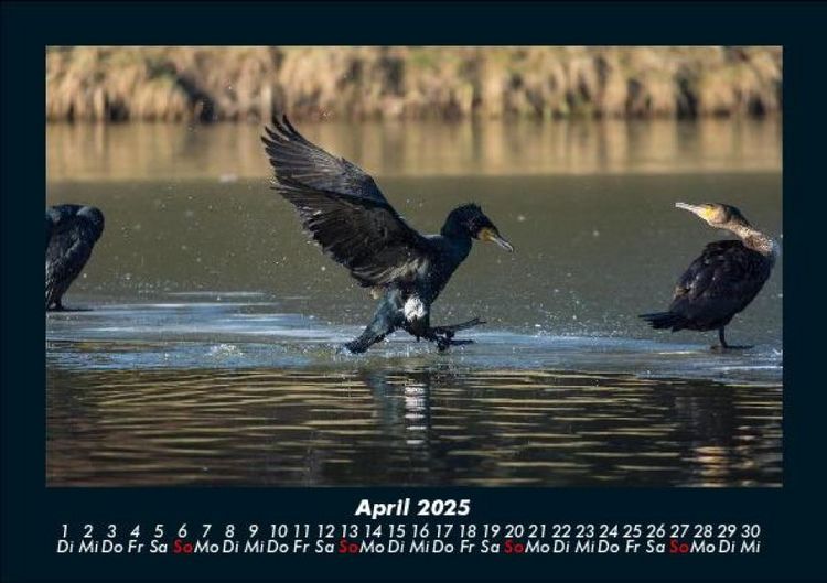 Produktbild: V&ouml;gel 2025 Fotokalender DIN A5