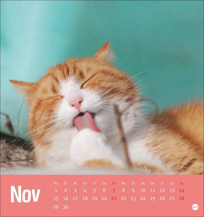 Produktbild: Tierisch entspannte Katzen Postkartenkalender 2027