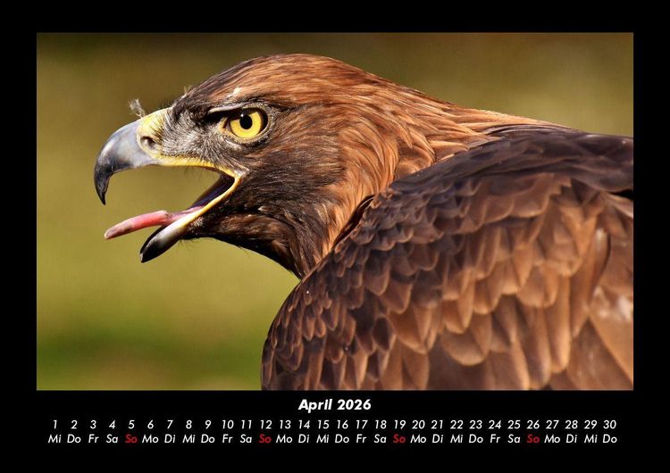 Produktbild: Vogelparadies 2026 Fotokalender DIN A3