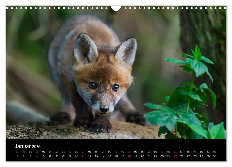 Produktbild: F&uuml;chse in freier Natur (Wandkalender 2026 DIN A3 quer), CALVENDO Monatskalender