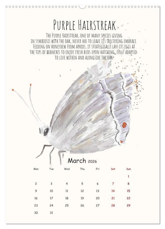Produktbild: Symbiosis, the story of collaborations in nature (Wall Calendar 2026 DIN A2 portrait), CALVENDO 12 Month Wall Calendar