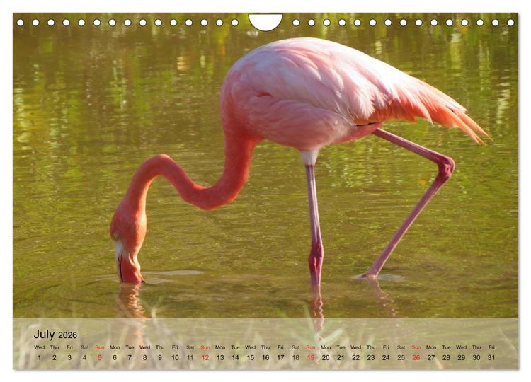 Produktbild: Flamingos Think pink (Wall Calendar 2026 DIN A4 landscape), CALVENDO 12 Month Wall Calendar
