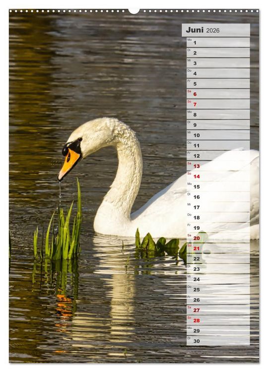Produktbild: Stolze Schw&auml;ne (Wandkalender 2026 DIN A2 hoch), CALVENDO Monatskalender