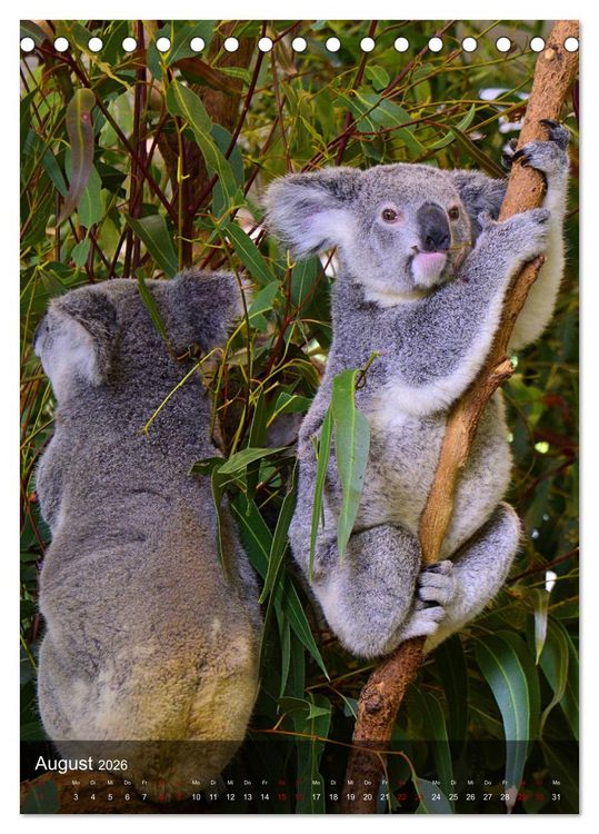 Produktbild: Koalas auf den Pelz ger&uuml;ckt (Tischkalender 2026 DIN A5 hoch), CALVENDO Monatskalender