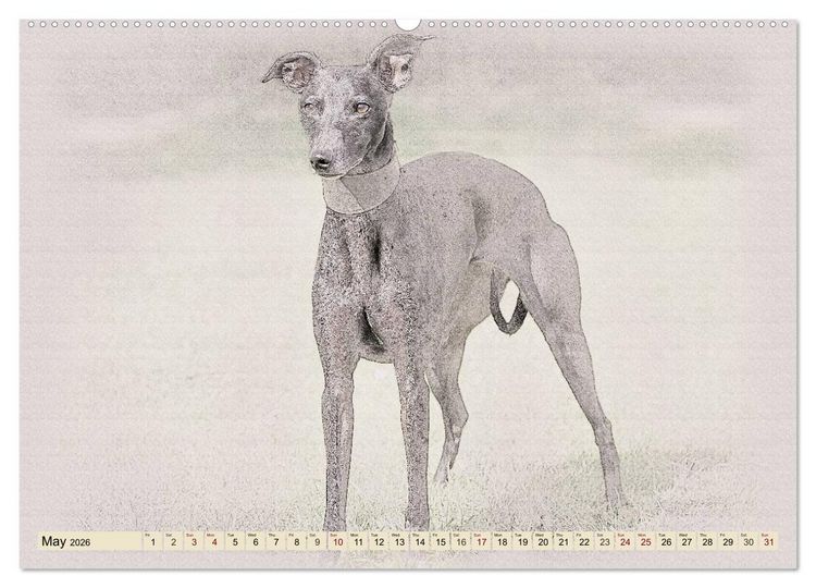 Produktbild: Whippets 2026 (High Quality Premium Wall Calendar 2026 DIN A2 landscape),CALVENDO 12 Month Wall Calendar