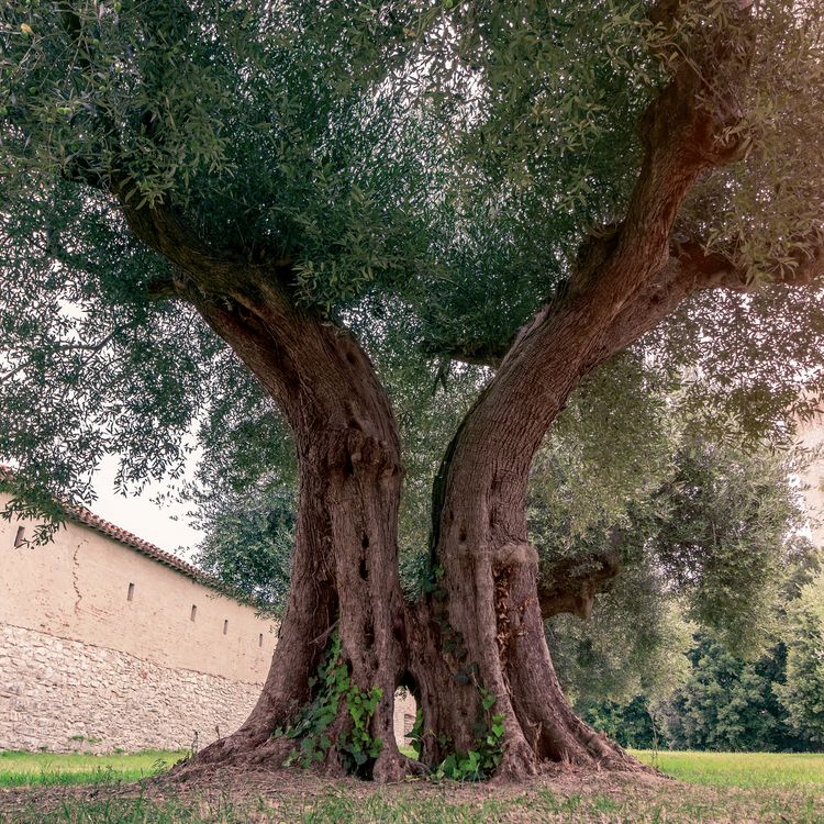Produktbild: Trees 2027